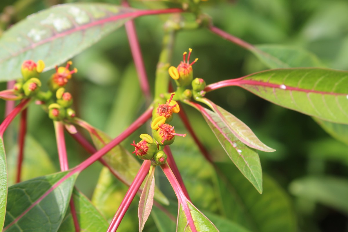 Euphorbia pulcherrima Willd. ex Klotzsch